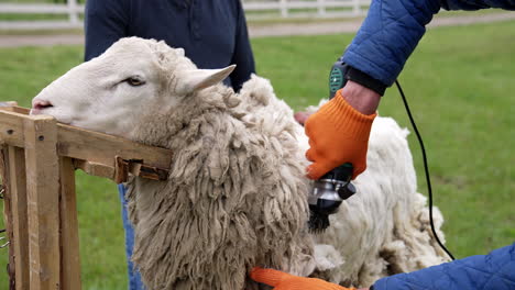 farmer shearing the white sheep. man shearing wool from the sheep.