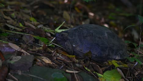 Asian-Forest-Tortoise,-Manouria-emys,-Kaeng-Krachan-National-Park,-Thailand