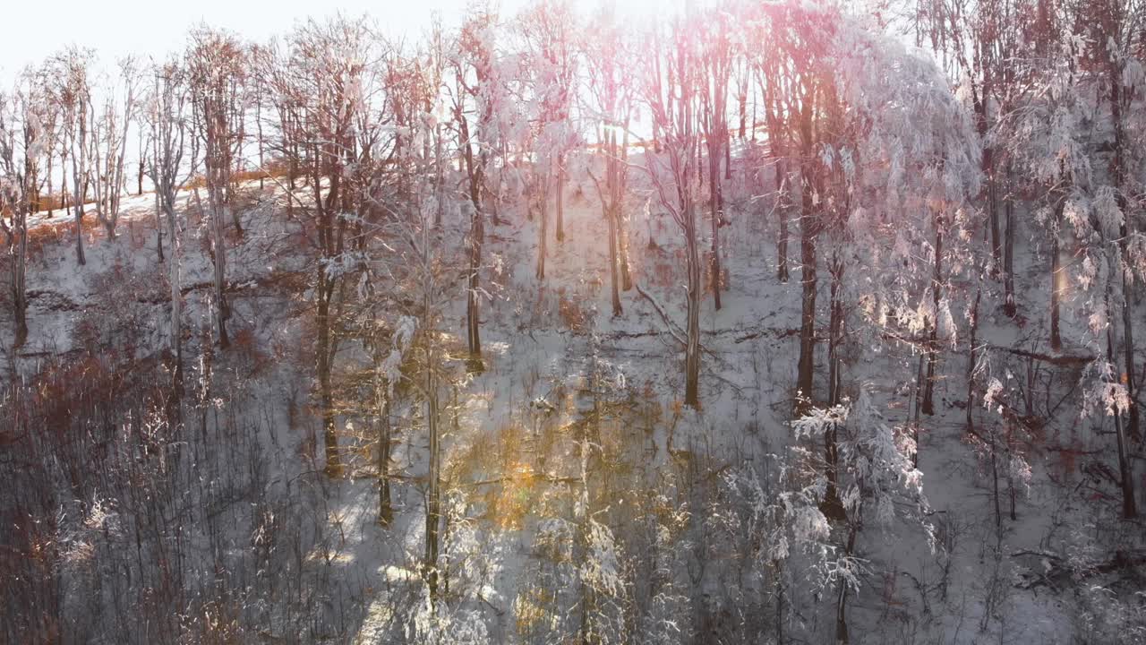 눈 덮인 숲에서 떠오르는 드론 샷과 나무 사이의 햇빛