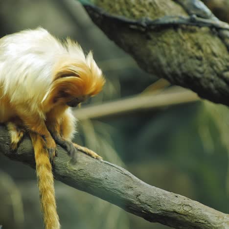 Goldener-Löwe-Tamarin-Marmoset-Sitzt-Auf-Ast-1