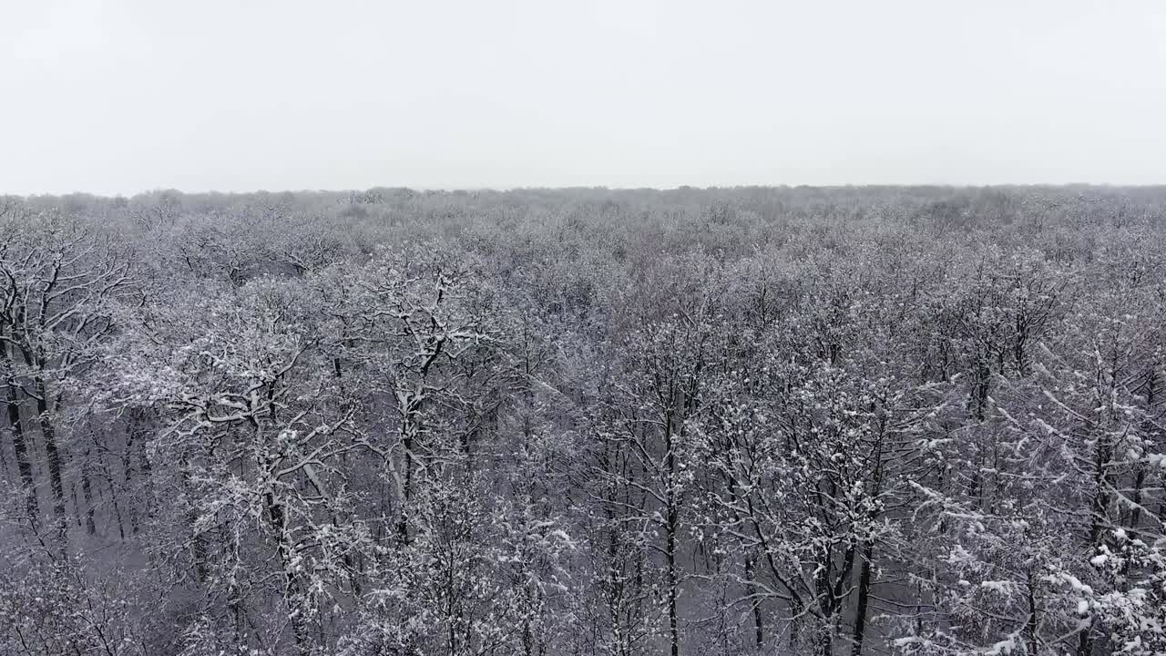 눈 속의 겨울 숲