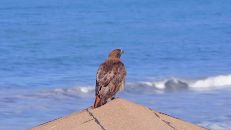 view behind a red-tailed hawk perched on the roof of a cabin at steep ravine beach in california