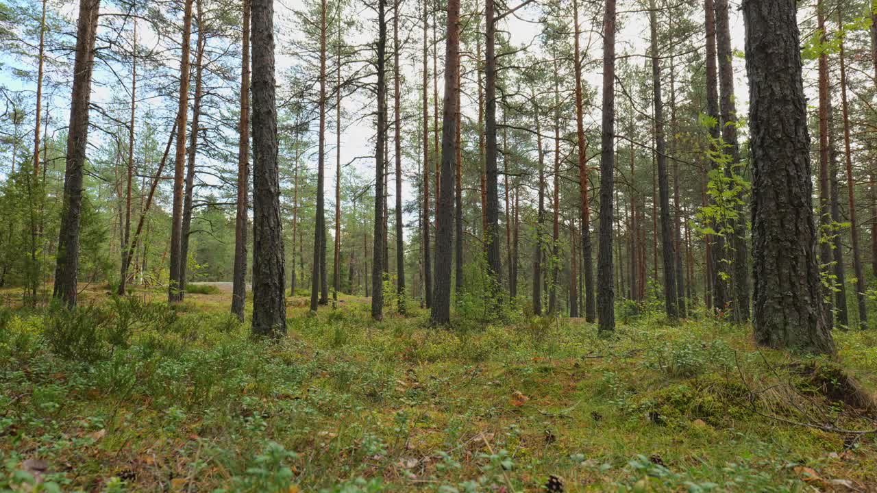 paesaggio forestale con vento che soffia