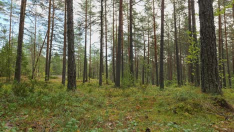 paisaje forestal con viento soplando