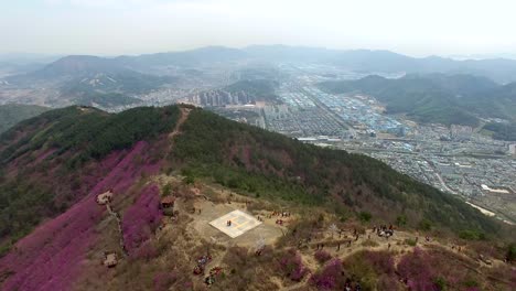 cheonjusan mountain jindallae azalea flower blooming , changwon, gyeongsangnamdo, south korea, asia