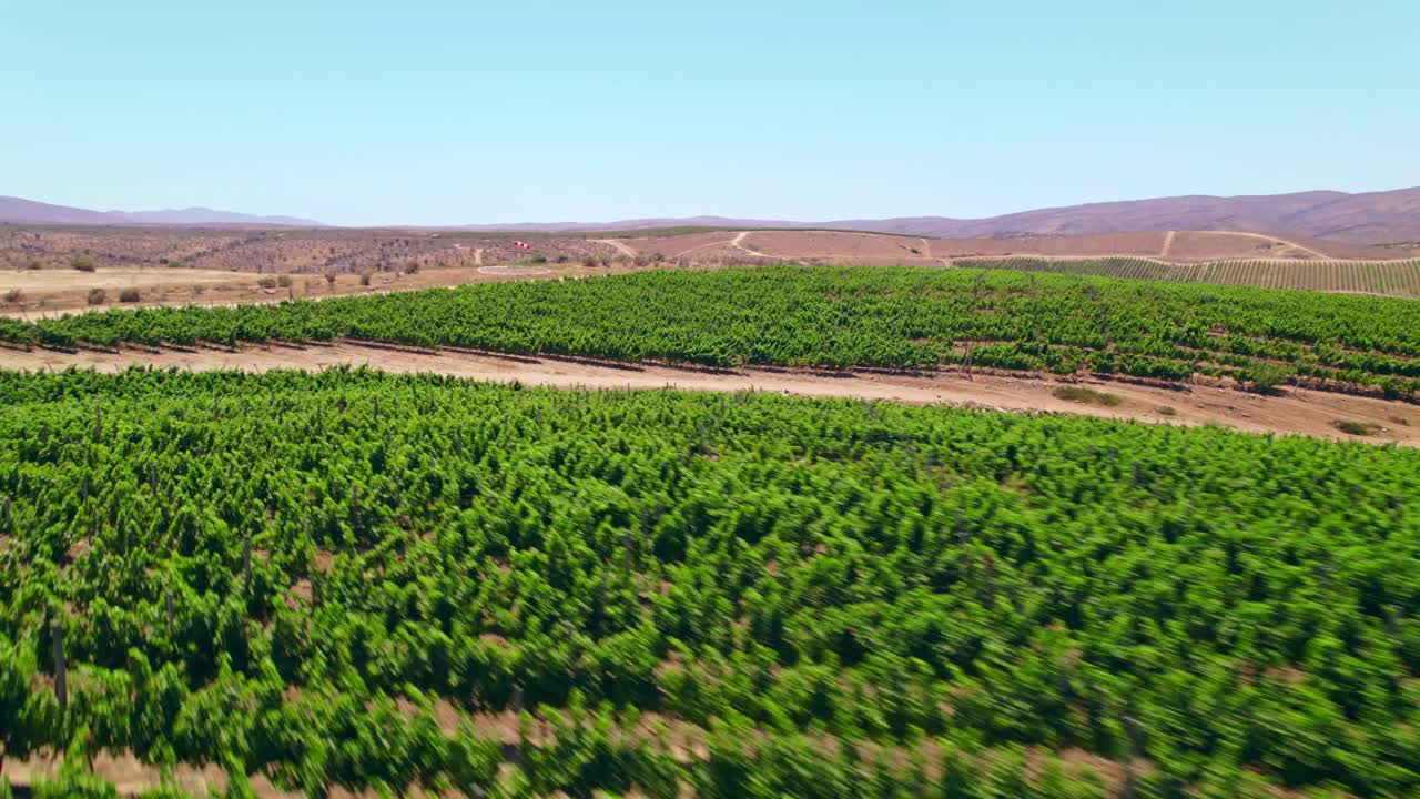 Bird's eye view of FPV bird on tour in a vineyard in the arid mountains of the Limar&iacute; Valley, Fray Jorge