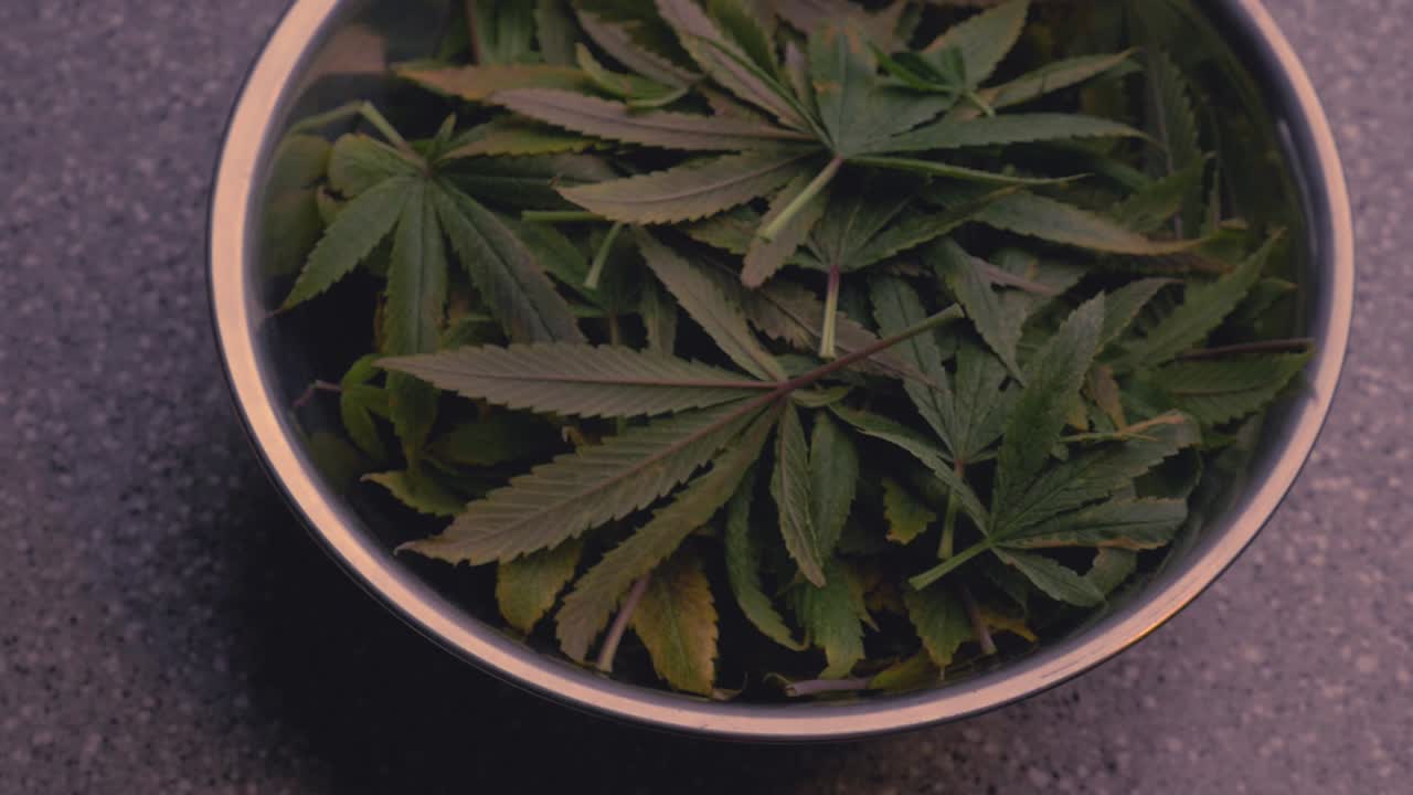 마리화나 대마초 대마는 thc cbd 생산 의료용 diy 가정 재배를 위한 낙엽 자르기 훈련에서 회색 카운터에 있는 스테인리스 스틸 그릇에 잘라낸 것을 남깁니다.