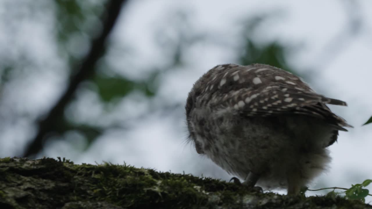 Little owl walking on a tree branch in forest, hind view