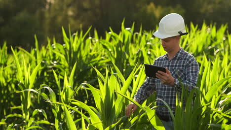 A-male-farmer-with-a-tablet-at-sunset-in-a-field-of-corn-examines-the-plants-and-using-the-application-controls-and-sends-for-analysis-data-on-the-successful-harvest.