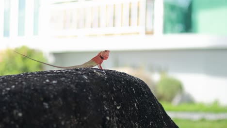 A red-headed lizard basks on a rock in an urban setting in Phuket, Thailand, under natural daylight