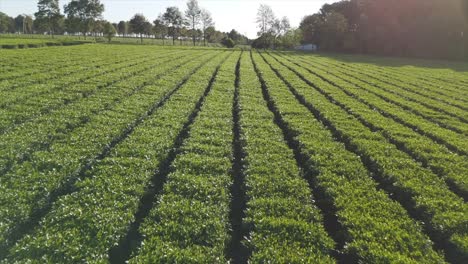 A-close-up-drone-view-of-a-stunning-green-tea-plantation,-showcasing-the-lush-beauty-and-meticulous-cultivation-of-Camellia-sinensis-tea-plants