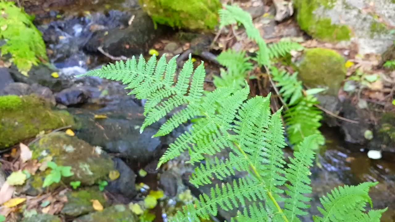 High-definition close-up shot of a fern (Pteridium genus) with vibrant autumn colors in the background, capturing the serene flow of a stream
