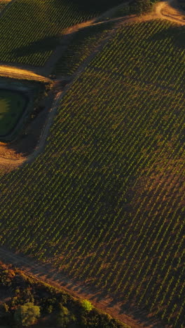 circling over the neat orchards of napa, california, usa. little artificial pond in the middle of vineyards. top view. vertical video