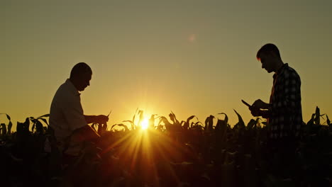 farmers discussing corn field at sunset