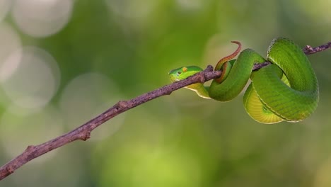 The-White-lipped-Pit-Viper-is-a-venomous-pit-viper-endemic-to-Southeast-Asia-and-is-often-found-during-the-night-waiting-on-a-branch-or-limb-of-a-tree-near-a-body-of-water-with-plenty-of-food-items