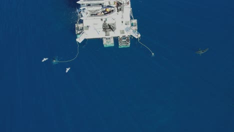 aerial, drone shot of great white shark, carcharodon carcharias, trying to catch a piece of bait at guadalupe island, mexico