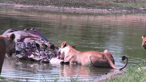 lioness lie in the water and eat dead hippo carcass, african wildlife