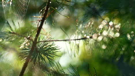 Cobweb-on-pine-needles-swaying-in-close-up-sunshine-autumn-rainforest-outdoors.