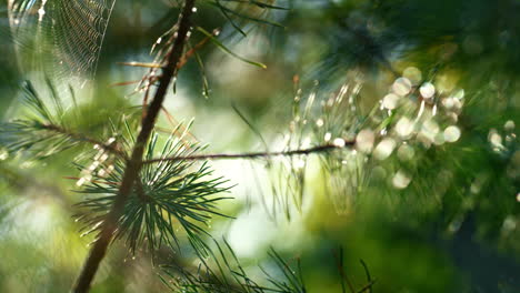 Spinnennetz-Auf-Kiefernnadeln,-Die-Im-Herbstregenwald-Im-Freien-In-Der-Nähe-Der-Sonne-Schwanken.