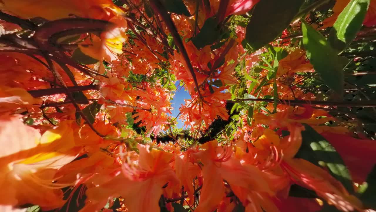 A vivid canopy of orange flowers viewed from beneath, with a blue sky peeking through the foliage. Renkum, Veluwe ,Geldelrand, Netherlands