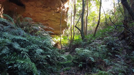 corriente que fluye sobre las rocas en lo profundo del bosque en las montañas azules, nsw, australia
