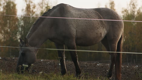 caballos al aire libre al atardecer