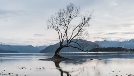 wanaka tree lake time lapse