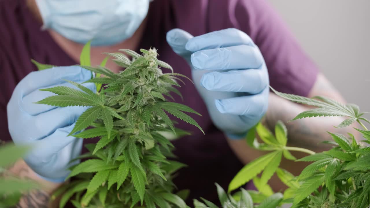 대마초 재배: 의학에 사용하기 위한 대마초 연구, 데이터 수집, 대마초 기름 연구, 마리화나 생산.