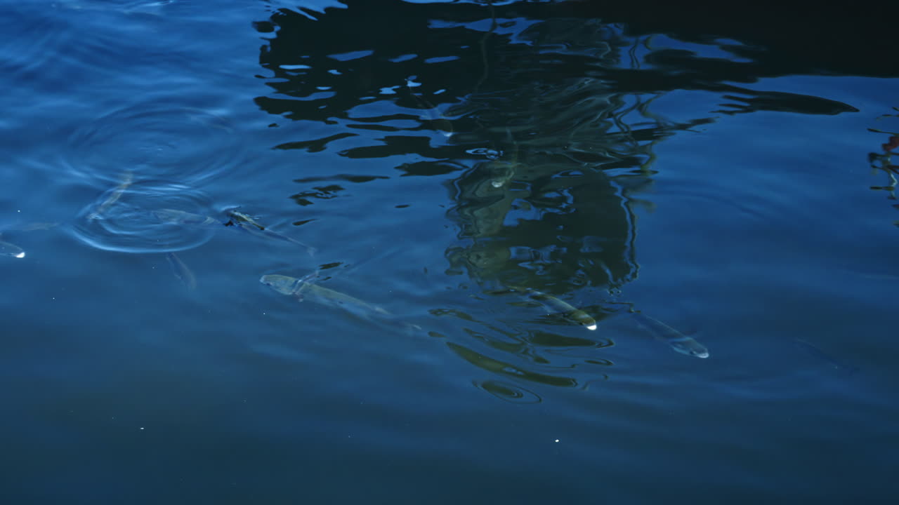 Close up of multiple fish swimming under the blue water