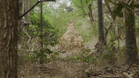 nido de termitas en medio del bosque subtropical de áfrica occidental durante el día en gambia