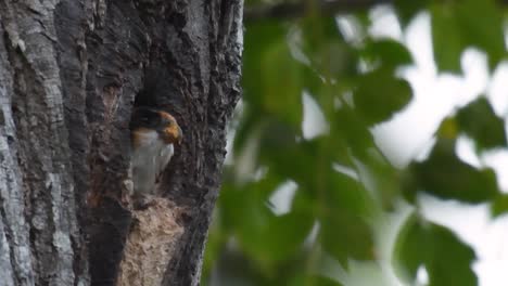 El-Falconet-De-Muslo-Negro-Es-Una-De-Las-Aves-Rapaces-Más-Pequeñas-Que-Se-Encuentran-En-Los-Bosques-De-Algunos-Países-De-Asia