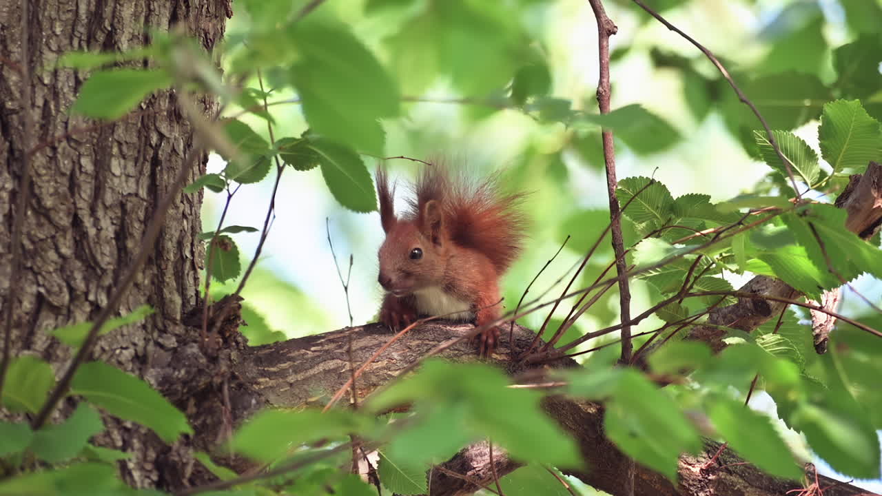 Close up of a red squirrel sitting on a tree branch surrounded by green leaves