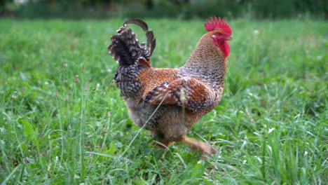 a rooster strutting around in the pasture at the farm