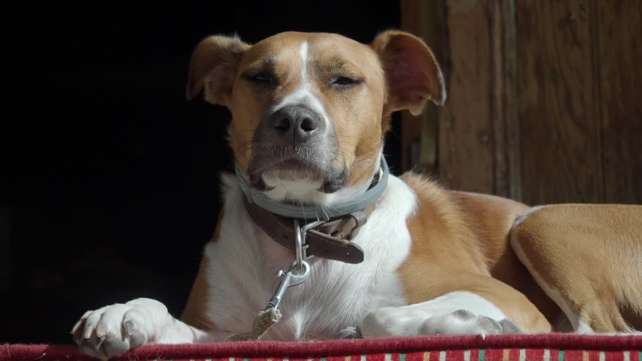 A brown and white dog with closed eyes, lying on a red and white rug on a porch
