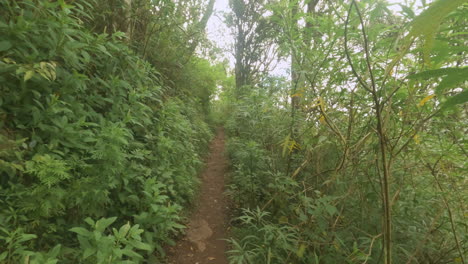 4K-Pov-view-a-hiking-trail-in-a-tropical-mountain-rainforest,-Mount-Cordeaux,-Main-Range-National-Park-Qld