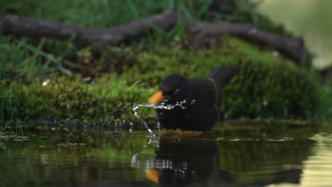 hermoso pájaro macho de merle negro con agua potable negra amarilla, cámara lenta cinematográfica de cerca