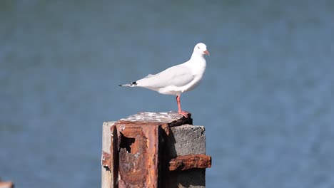 seagull perches and departs from a metal post