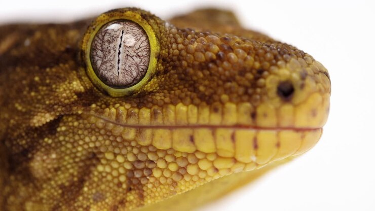 Tokay gecko - extreme close up on side profile of face and beautiful eye