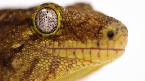 tokay gecko - extreme close up on side profile of face and beautiful eye