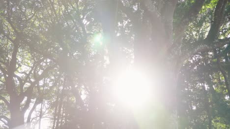 sacred tree in shinmei jinja, where ishigami-san is enshrined 4k