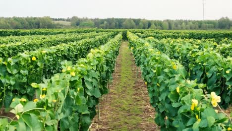 a field of crops
