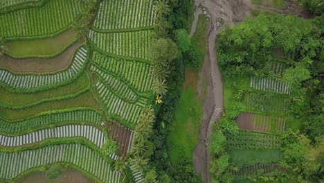 sandy river with waterfall and vegetable plantation on the side