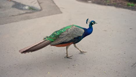 Aufnahme-Eines-Atemberaubenden-Bunten-Pfauenvogels,-Der-Auf-Dem-Boden-In-Der-Nähe-Von-Grünem-Gras-Läuft