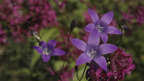 purple bellflowers in a garden