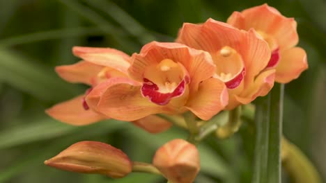 Cymbidium-Half-Moon-'Banana-Boat'-Orchid,-detail-of-the-flowers-with-blurred-background