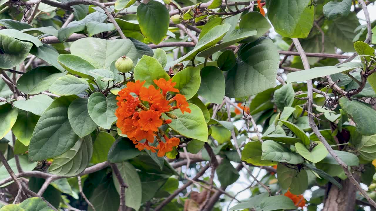 Närbild på orange Cordia sebestena-blommor och gröna blad som rör sig i naturligt dagsljus.