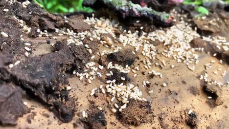 Schwarze-Ameisenkolonie,-Kontrolliertes-Chaos,-Sicherung-Der-Eier,-Neues-Zuhause,-Schmutz,-Natur,-Insekten