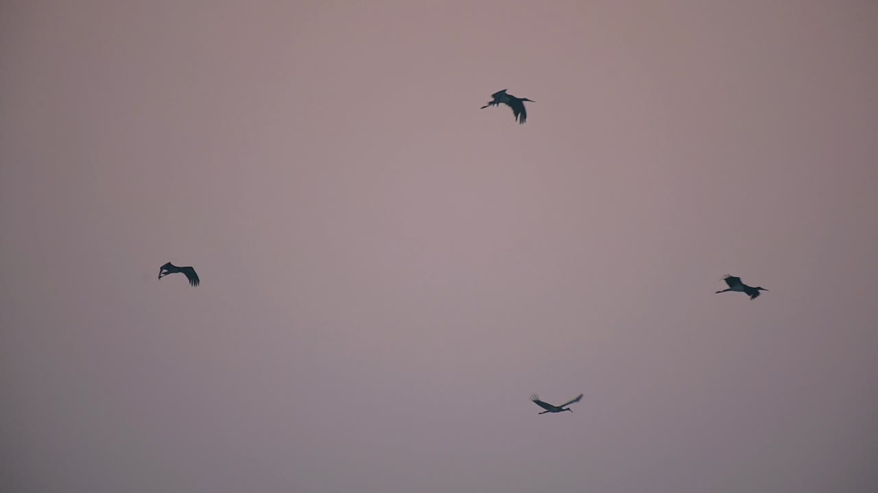 날아다니는 검은 거북이 무리