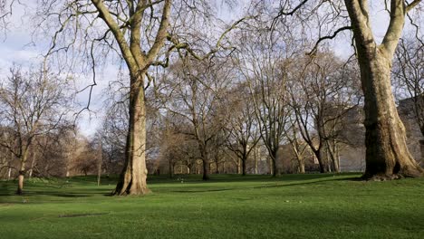 Still-of-trees,-birds,-and-grass-in-a-tranquil-and-calming-park-scene-on-a-summer-day