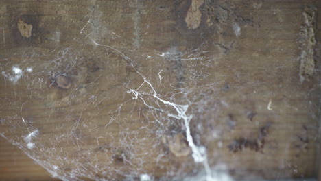 la tela de araña en el viento en una caja de madera